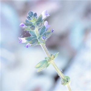 Unverified Other Wildflower or Herb at Yarralumla, ACT - 7 Apr 2025 by ConBoekel