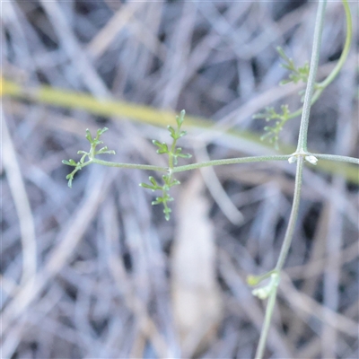 Clematis leptophylla (Small-leaf Clematis, Old Man's Beard) at Yarralumla, ACT - 7 Apr 2025 by ConBoekel