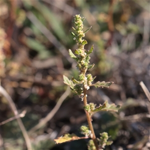 Unverified Other Wildflower or Herb at Yarralumla, ACT - 7 Apr 2025 by ConBoekel