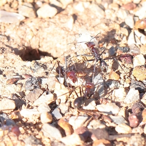 Iridomyrmex purpureus (Meat Ant) at Yarralumla, ACT - 7 Apr 2025 by ConBoekel