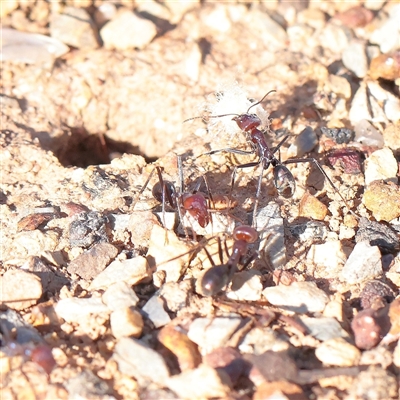 Iridomyrmex purpureus (Meat Ant) at Yarralumla, ACT - 7 Apr 2025 by ConBoekel