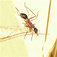 Myrmecia nigriceps (Black-headed bull ant) at Yarralumla, ACT - 7 Apr 2025 by ConBoekel