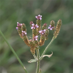 Verbena incompta (Purpletop) at Yarralumla, ACT - 7 Apr 2025 by ConBoekel