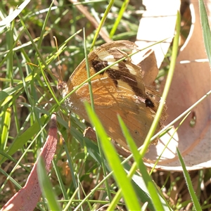 Heteronympha merope (Common Brown Butterfly) at Yarralumla, ACT - 7 Apr 2025 by ConBoekel