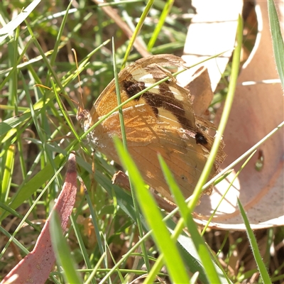 Heteronympha merope (Common Brown Butterfly) at Yarralumla, ACT - 7 Apr 2025 by ConBoekel