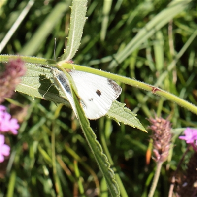 Pieris rapae (Cabbage White) at Yarralumla, ACT - 7 Apr 2025 by ConBoekel