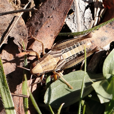 Unverified Grasshopper, Cricket or Katydid (Orthoptera) at Yarralumla, ACT - 7 Apr 2025 by ConBoekel