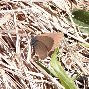 Zizina otis (Common Grass-Blue) at Yarralumla, ACT - 7 Apr 2025 by ConBoekel