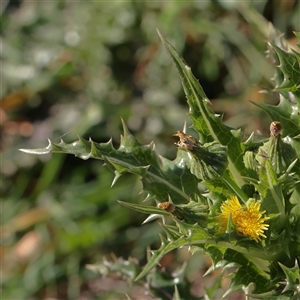 Unverified Other Wildflower or Herb at Yarralumla, ACT - 7 Apr 2025 by ConBoekel