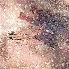 Phaulacridium vittatum (Wingless Grasshopper) at Turner, ACT - 7 Apr 2025 by ConBoekel