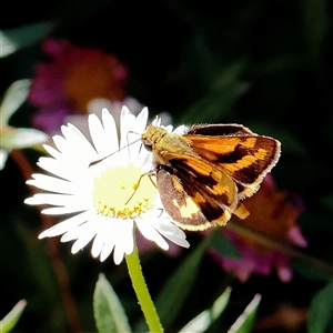 Ocybadistes walkeri (Green Grass-dart) at Turner, ACT - 7 Apr 2025 by ConBoekel