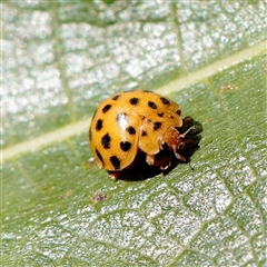 Epilachna sumbana (A Leaf-eating Ladybird) at Turner, ACT - 7 Apr 2025 by ConBoekel