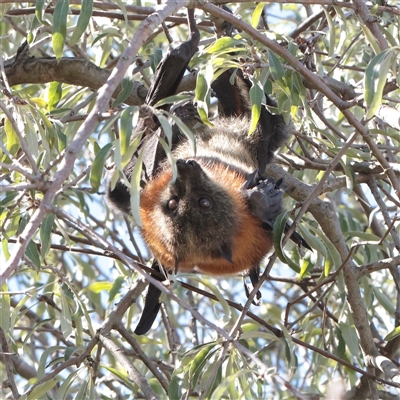 Pteropus poliocephalus (Grey-headed Flying-fox) at Turner, ACT - 7 Apr 2025 by ConBoekel
