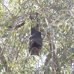 Pteropus poliocephalus at Turner, ACT - 7 Apr 2025 02:52 PM