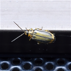 Xanthogaleruca luteola (Elm leaf beetle) at Turner, ACT - 9 Mar 2025 by ConBoekel