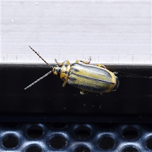 Xanthogaleruca luteola (Elm leaf beetle) at Turner, ACT - 9 Mar 2025 by ConBoekel