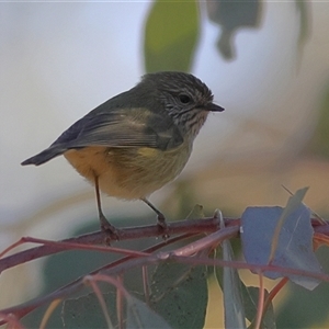 Acanthiza lineata (Striated Thornbill) at Hamilton Valley, NSW - 13 Jun 2025 by MichaelWenke