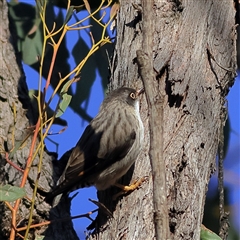 Daphoenositta chrysoptera (Varied Sittella) at Hamilton Valley, NSW - 13 Jun 2025 by MichaelWenke