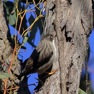 Daphoenositta chrysoptera (Varied Sittella) at Hamilton Valley, NSW - 13 Jun 2025 by MichaelWenke