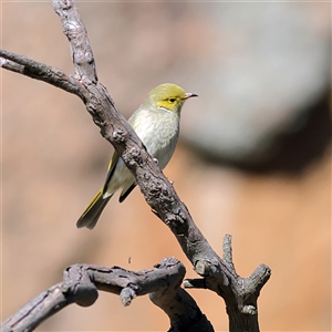 Ptilotula penicillata (White-plumed Honeyeater) at Hamilton Valley, NSW - 14 Jun 2025 by MichaelWenke