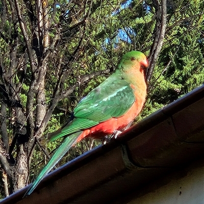 Alisterus scapularis (Australian King-Parrot) at Braidwood, NSW - Yesterday by MatthewFrawley