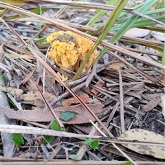 Ramaria capitata var. capitata (Pale cauliflower coral) at Mittagong, NSW - 13 May 2025 by Baronia