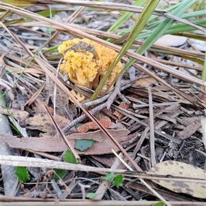 Unverified Fungus at Mittagong, NSW - 13 May 2025 by Baronia