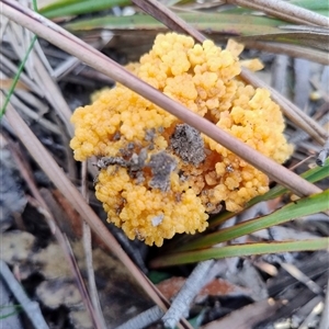 Ramaria capitata var. capitata at Mittagong, NSW - 13 May 2025 08:15 AM
