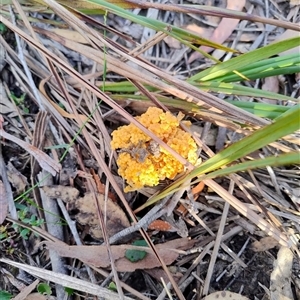Ramaria capitata var. capitata at Mittagong, NSW - 13 May 2025 08:15 AM