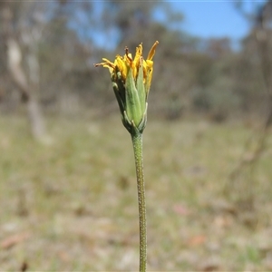 Microseris walteri (Yam Daisy, Murnong) at Kowen, ACT - 26 Oct 2024 by MichaelBedingfield