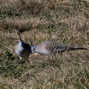 Ocyphaps lophotes (Crested Pigeon) at Monash, ACT - 30 May 2025 by AlisonMilton