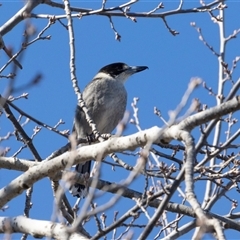Cracticus torquatus (Grey Butcherbird) at Monash, ACT - 30 May 2025 by AlisonMilton