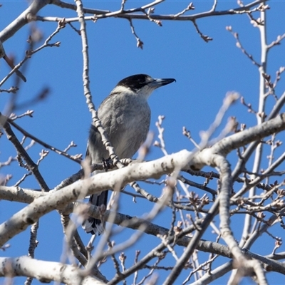 Cracticus torquatus (Grey Butcherbird) at Monash, ACT - 30 May 2025 by AlisonMilton
