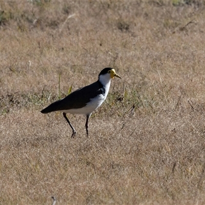 Vanellus miles (Masked Lapwing) at Isabella Plains, ACT - 30 May 2025 by AlisonMilton