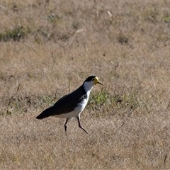 Vanellus miles at Isabella Plains, ACT - 30 May 2025 01:00 PM
