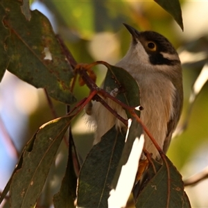 Melithreptus brevirostris at Forde, ACT - Today by Thurstan