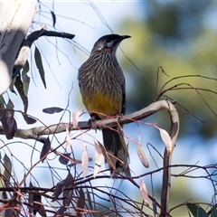 Anthochaera carunculata (Red Wattlebird) at Isabella Plains, ACT - 30 May 2025 by AlisonMilton