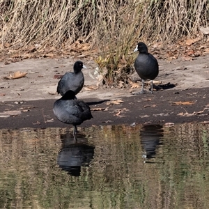 Fulica atra (Eurasian Coot) at Isabella Plains, ACT - 30 May 2025 by AlisonMilton