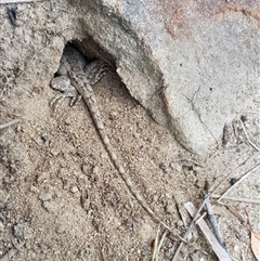 Amphibolurus muricatus (Jacky Lizard) at Bargo, NSW - 9 Dec 2022 by Snows