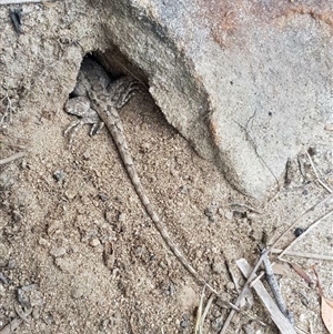 Amphibolurus muricatus (Jacky Lizard) at Bargo, NSW - 9 Dec 2022 by Snows