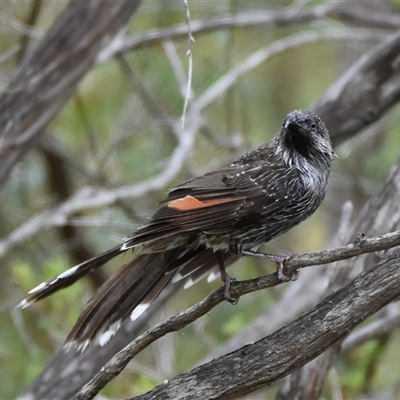 Anthochaera chrysoptera at Bargo, NSW - 2 Dec 2022 by Snows