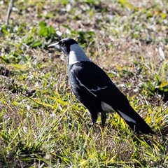 Gymnorhina tibicen (Australian Magpie) at Monash, ACT - 30 May 2025 by AlisonMilton