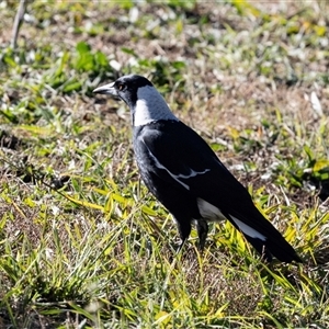 Gymnorhina tibicen (Australian Magpie) at Monash, ACT - 30 May 2025 by AlisonMilton