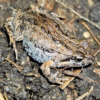 Crinia signifera (Common Eastern Froglet) at Braidwood, NSW - 18 Jun 2025 by MatthewFrawley