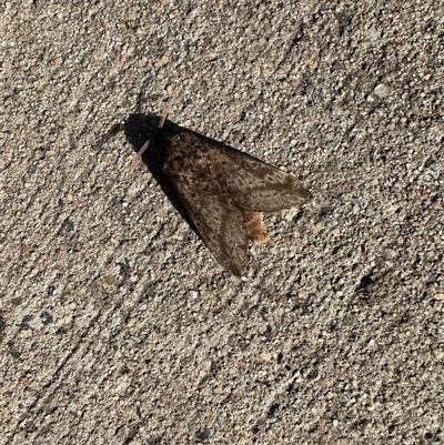 Oxycanus antipoda (Late Oxycanus) at Jerrabomberra, NSW - 18 Jun 2025 by cherylhodges