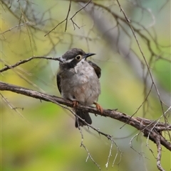 Melithreptus brevirostris at Bargo, NSW - 2 Dec 2022 by Snows