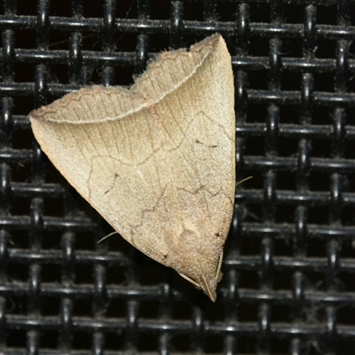 Simplicia armatalis at Bargo, NSW - 20 Nov 2022 by Snows