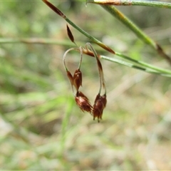Hypolaena fastigiata at Sandringham, VIC - 10 Dec 2016 12:50 PM
