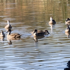 Anas gracilis (Grey Teal) at Monash, ACT - 30 May 2025 by AlisonMilton