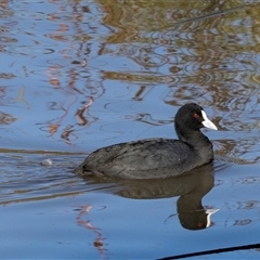 Fulica atra (Eurasian Coot) at Monash, ACT - 30 May 2025 by AlisonMilton